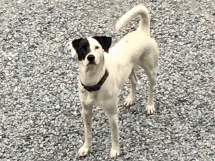 Cachorro ra a SRD idade 1 ano nome Pirata