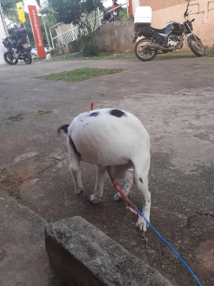 Cachorro ra a Vira lata idade 7 a 11 meses nome Laika