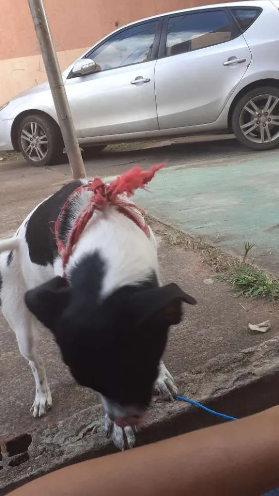 Cachorro ra a Vira lata idade 7 a 11 meses nome Laika