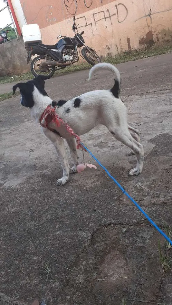 Cachorro ra a Vira lata idade 7 a 11 meses nome Laika