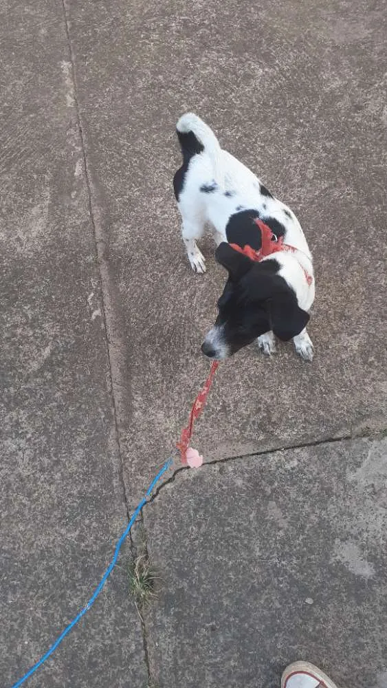 Cachorro ra a Vira lata idade 7 a 11 meses nome Laika