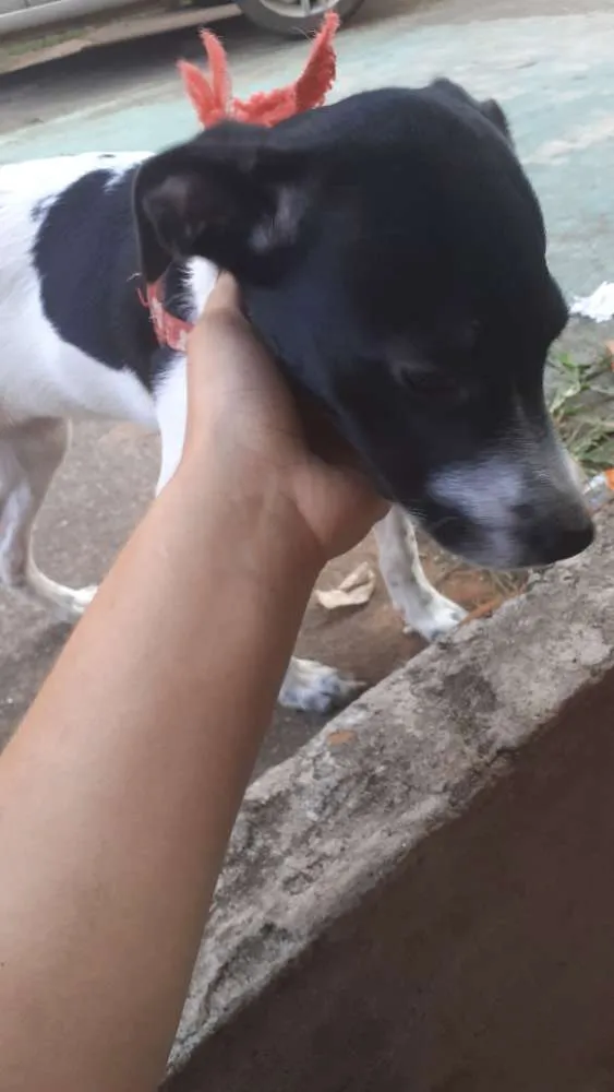 Cachorro ra a Vira lata idade 7 a 11 meses nome Laika