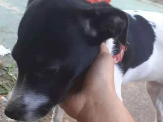 Cachorro ra a Vira lata idade 7 a 11 meses nome Laika