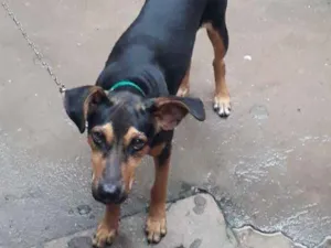 Cachorro raça Vira Lata idade 7 a 11 meses nome Bonnie Bennette Bla 