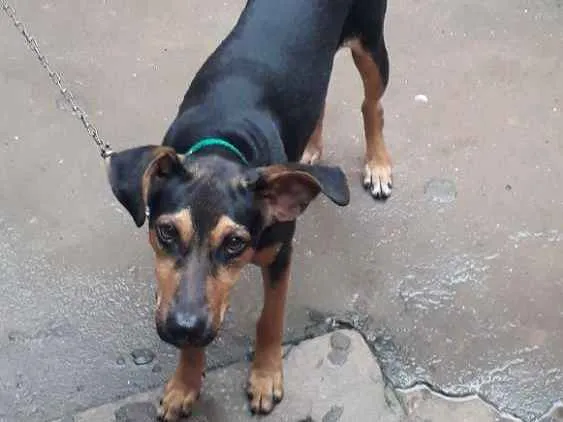 Cachorro ra a Vira Lata idade 7 a 11 meses nome Bonnie Bennette Bla 