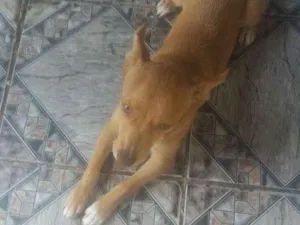 Cachorro raça Indeterminado  idade 7 a 11 meses nome Doroty