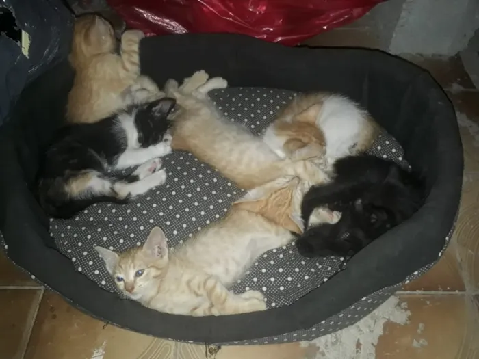 Gato ra a Não identificado idade Abaixo de 2 meses nome Sem nome por enquant
