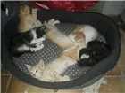 Gato raça Não identificado idade Abaixo de 2 meses nome Sem nome por enquant