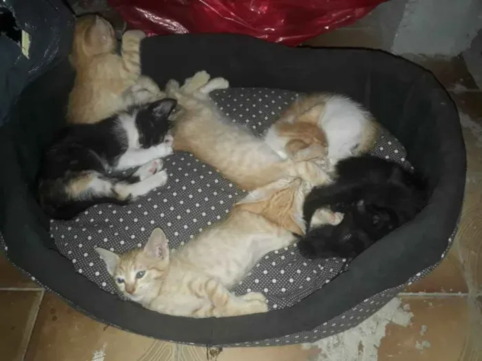 Gato ra a Não identificado idade Abaixo de 2 meses nome Sem nome por enquant