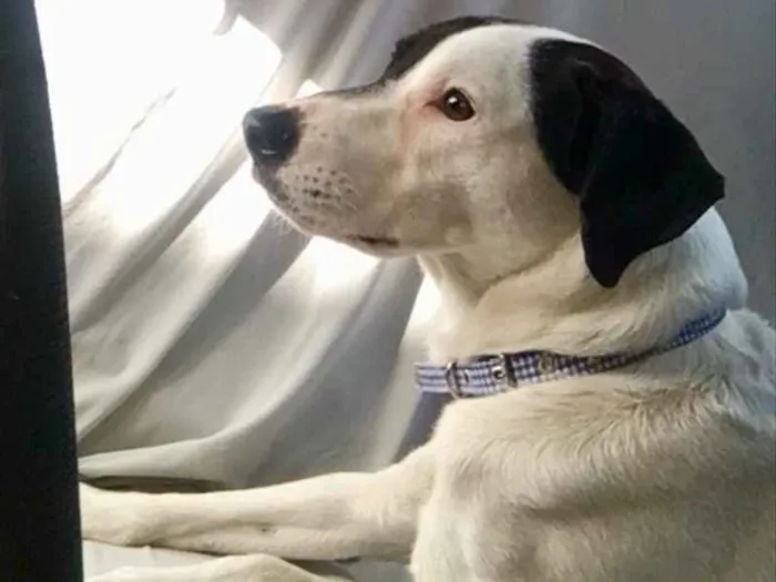Cachorro ra a SRD idade 1 ano nome Pirata