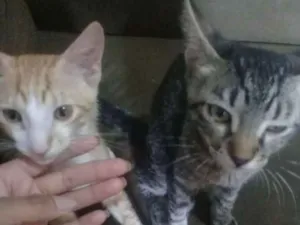 Gato raça  idade 2 a 6 meses nome Marcos e kira