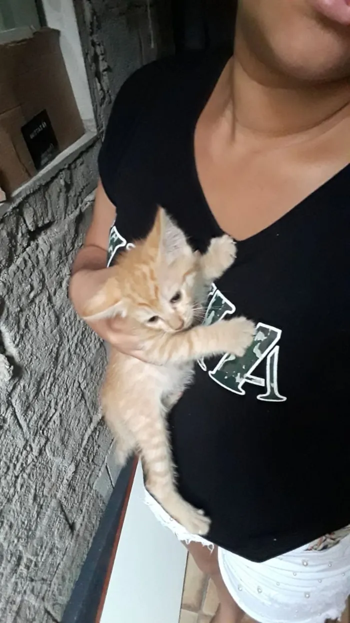 Gato ra a Não identificado idade Abaixo de 2 meses nome Sem nome por enquant
