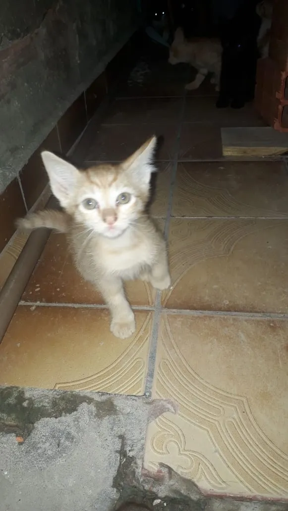 Gato ra a Não identificado idade Abaixo de 2 meses nome Sem nome por enquant