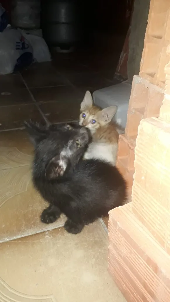 Gato ra a Não identificado idade Abaixo de 2 meses nome Sem nome por enquant
