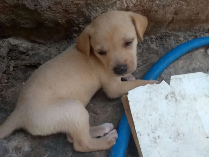 Cachorro raça Vira lata idade Abaixo de 2 meses nome Sem nome