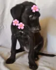 ROSA FLOR