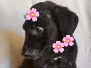Cachorro raça SRD idade 2 a 6 meses nome ROSA FLOR