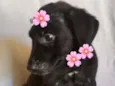 ROSA FLOR
