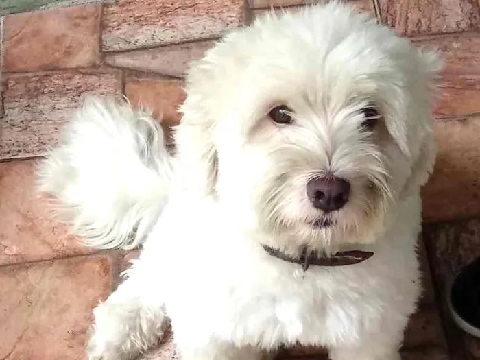 Cachorro ra a Lhasa mestiço idade 3 anos nome Pérola