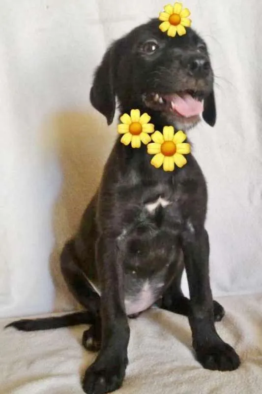 Cachorro ra a SRD idade 2 a 6 meses nome GIALINA