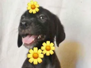 Cachorro raça SRD idade 2 a 6 meses nome GIALINA