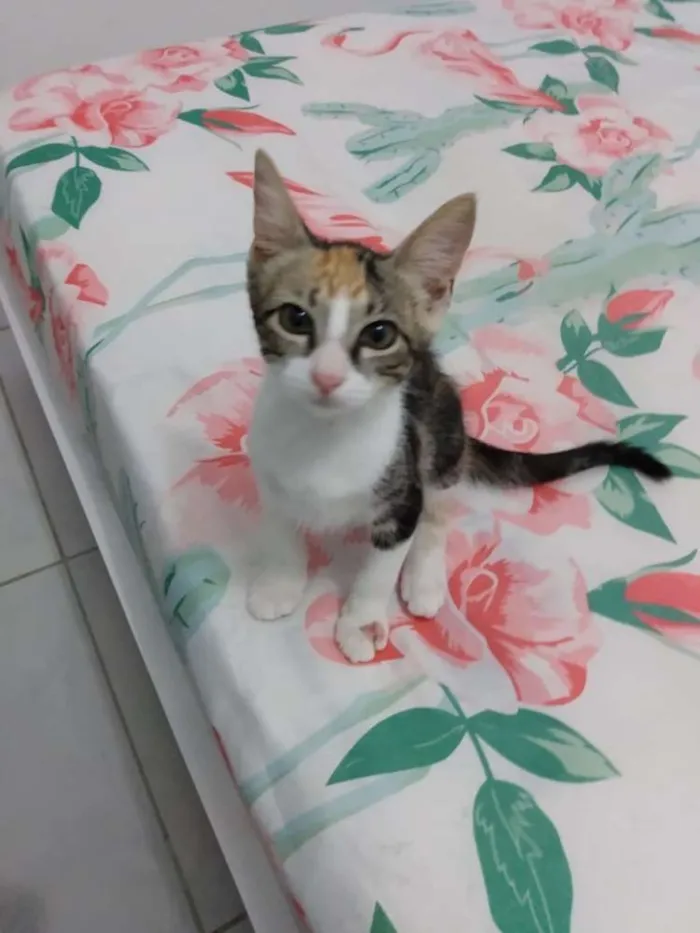 Gato raça SRD idade 2 a 6 meses nome Brie