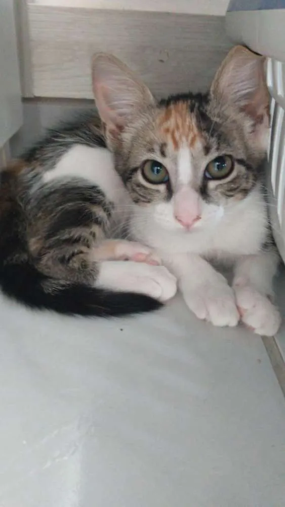 Gato raça SRD idade 2 a 6 meses nome Brie