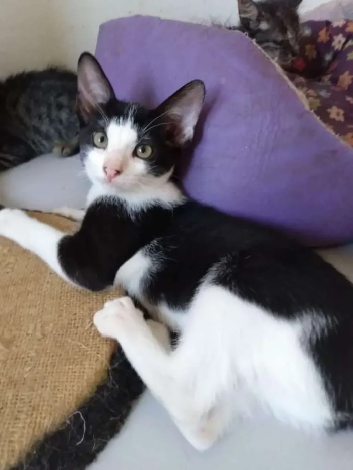 Gato raça SRD idade 2 a 6 meses nome Petite