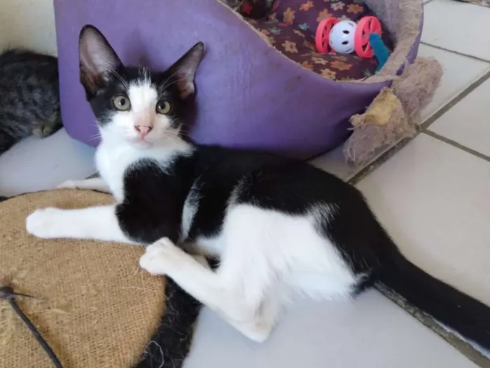 Gato raça SRD idade 2 a 6 meses nome Petite