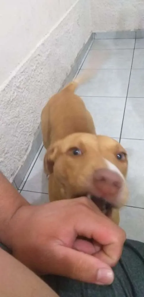 Cachorro ra a Pitbull  idade 7 a 11 meses nome Kiara