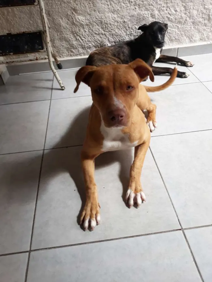 Cachorro ra a Pitbull  idade 7 a 11 meses nome Kiara