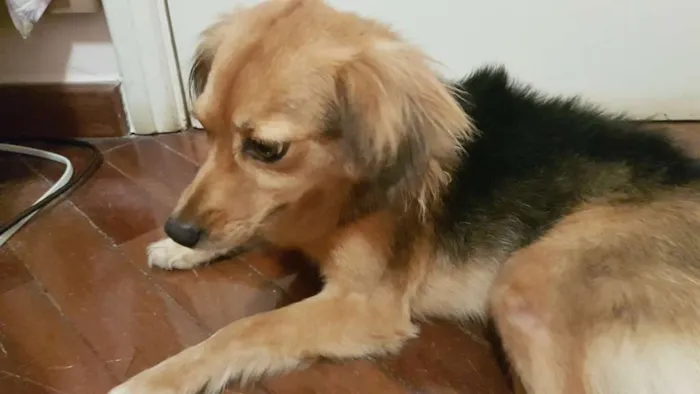 Cachorro ra a Sem raça definida idade 4 anos nome Nina
