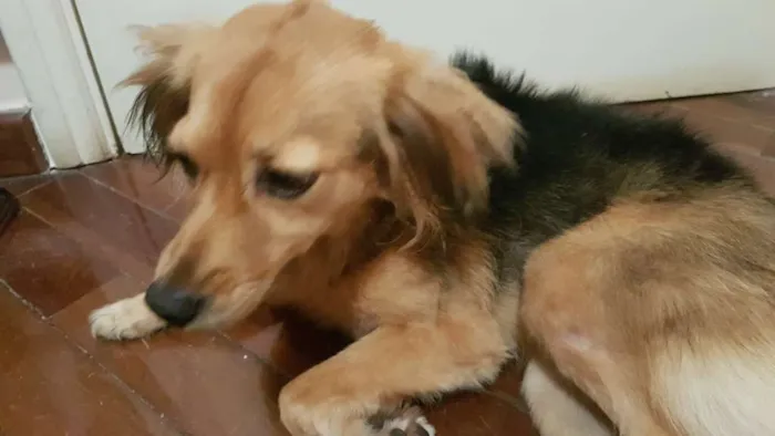 Cachorro ra a Sem raça definida idade 4 anos nome Nina