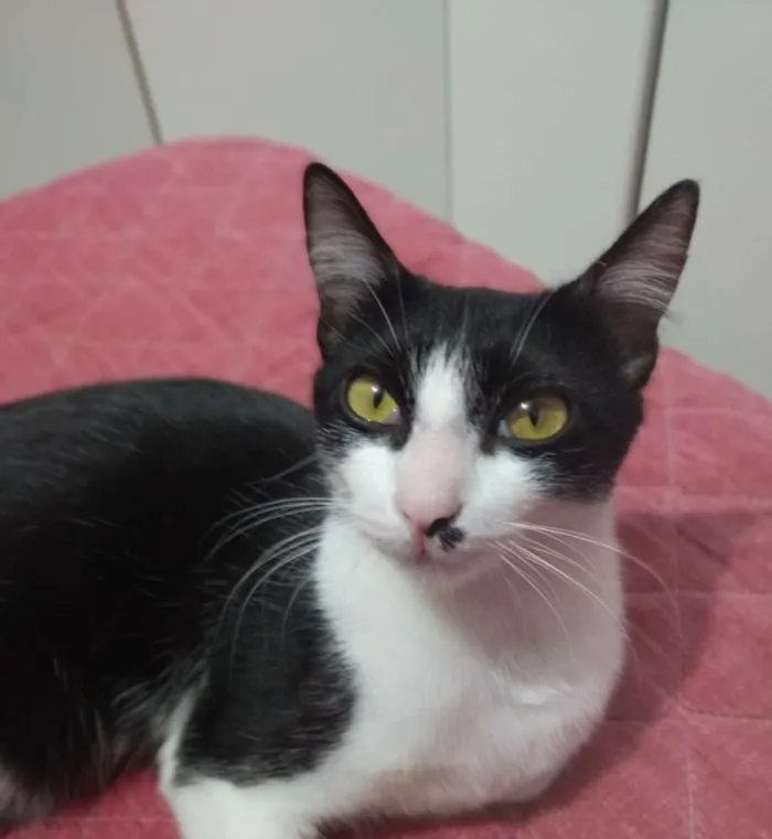 Gato ra a Gato idade 1 ano nome Misty