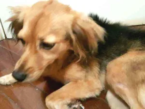 Cachorro raça Sem raça definida idade 4 anos nome Nina