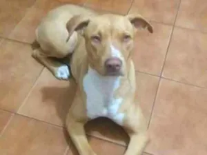 Cachorro raça Pitbull  idade 7 a 11 meses nome Kiara