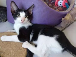 Gato raça SRD idade 2 a 6 meses nome Petite