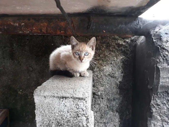 Gato ra a Vira Lata idade 2 a 6 meses nome Felix