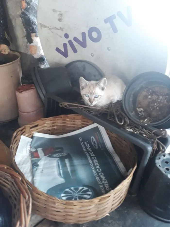 Gato ra a Vira Lata idade 2 a 6 meses nome Felix