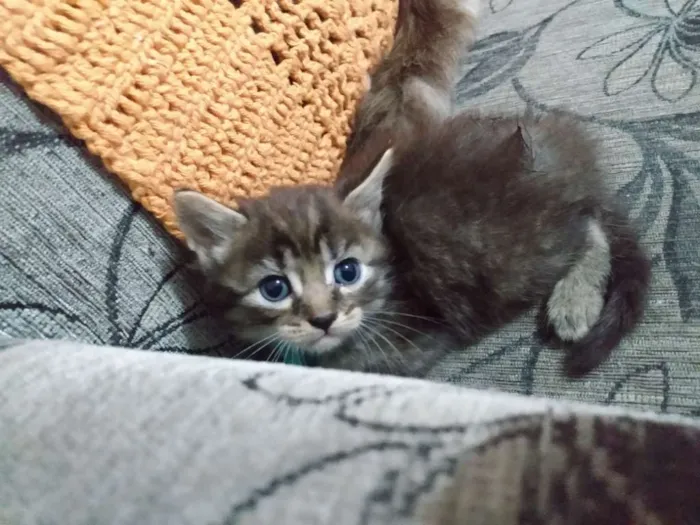 Gato ra a Sem raça idade Abaixo de 2 meses nome Ana