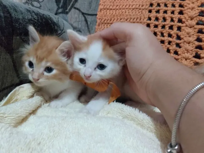 Gato ra a Sem raça idade Abaixo de 2 meses nome Ana