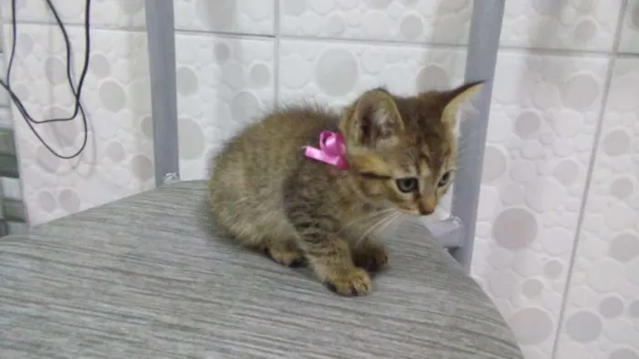 Gato ra a Srd idade 2 a 6 meses nome Gatinhas