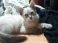 Simba