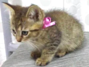 Gato raça Srd idade 2 a 6 meses nome Gatinhas