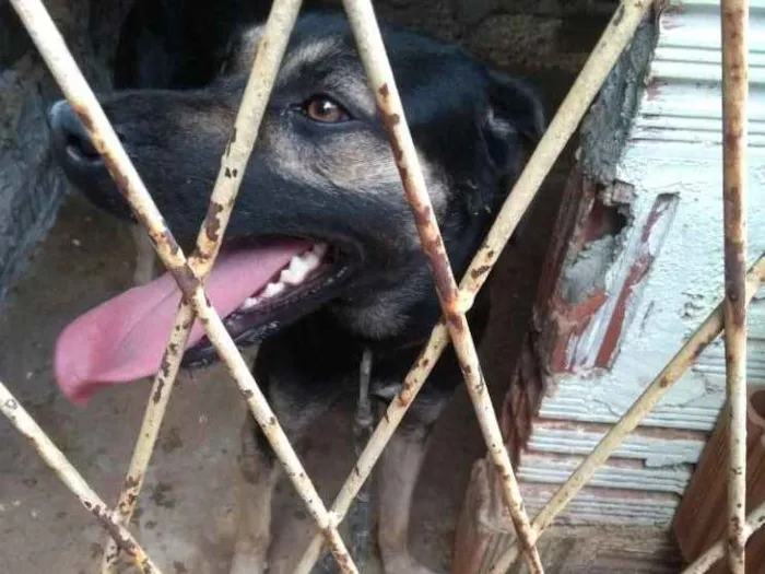 Cachorro raça Vira lata idade 1 ano nome Black