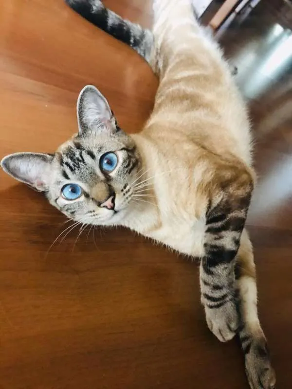 Gato raça SRD idade 2 anos nome Bebe