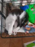 Gatinhos