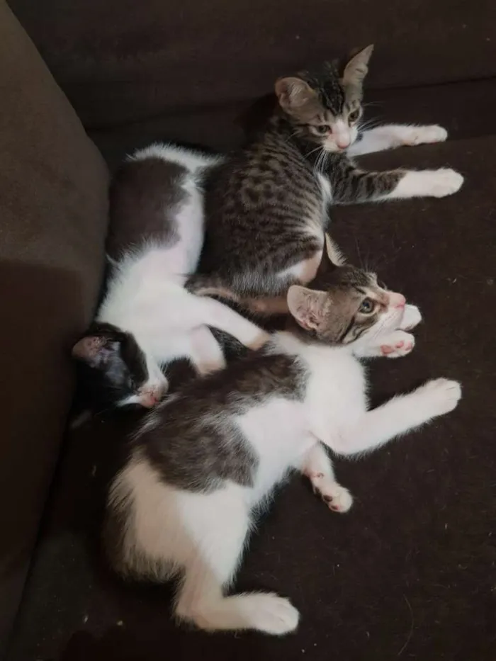 Gato ra a SRD idade 2 a 6 meses nome Gatinhos