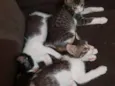 Gatinhos
