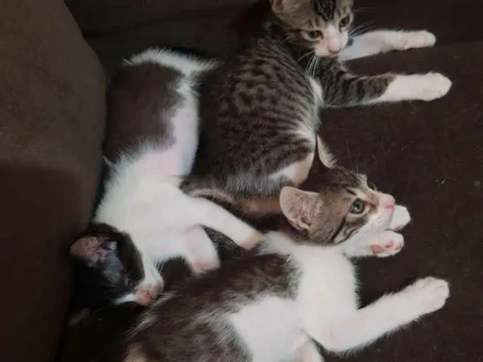 Gato ra a SRD idade 2 a 6 meses nome Gatinhos